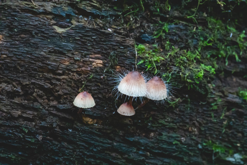 Bleeding Bonnet mushrooms - Day 1